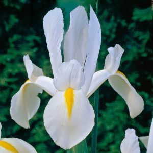 Iris hollandica White Excelsior (8/+) - Holland írisz