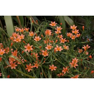 Morea flaccida - Homérosz virág