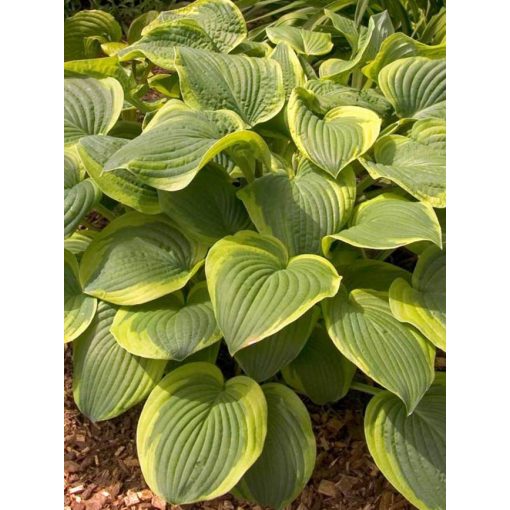 Hosta Abiqua Moonbeam - Árnyékliliom