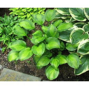 Hosta Adorable - Árnyékliliom
