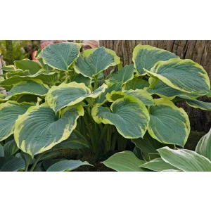 Hosta American Halo - Árnyékliliom