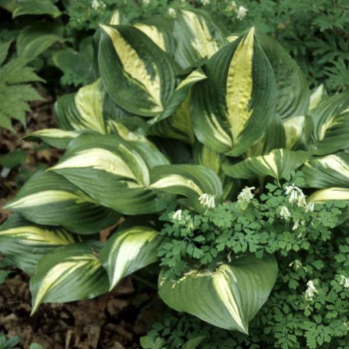 Hosta American Sweetheart - Árnyékliliom