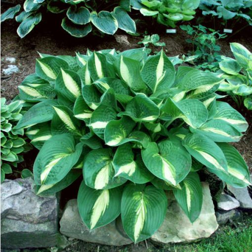 Hosta Ann Kulpa - Árnyékliliom