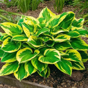 Hosta Anne - Árnyékliliom