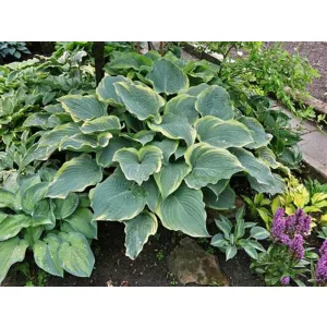 Hosta Arc de Trimphe - Árnyékliliom