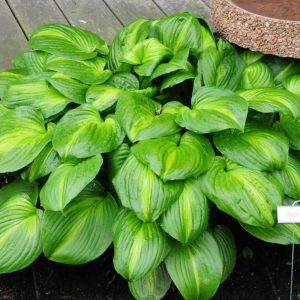 Hosta Avocado - Árnyékliliom