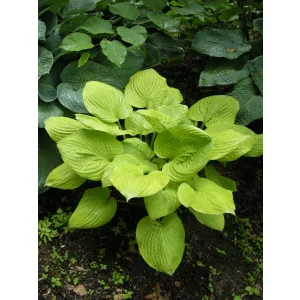 Hosta Banana Kid - Árnyékliliom