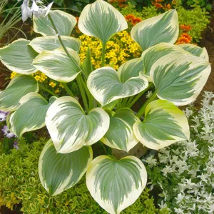 Hosta Band of Gold - Árnyékliliom