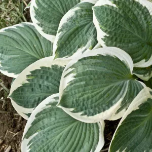 Hosta Barbara Ann