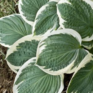 Hosta Barbara Anna