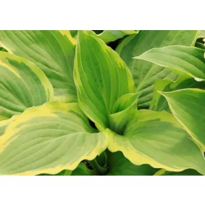 Hosta Blazing Saddles