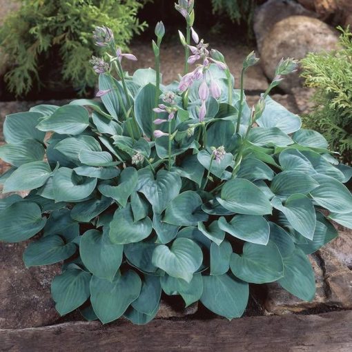 Hosta Blue Cadet - Árnyékliliom