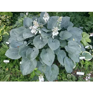 Hosta Blue Hawaii - Árnyékliliom
