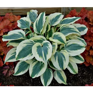 Hosta Blue Ivory - Árnyékliliom