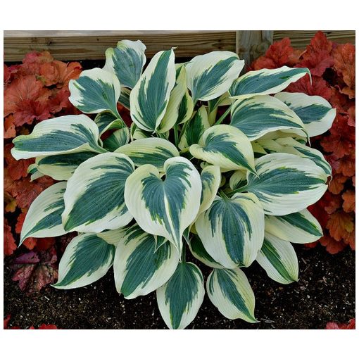 Hosta Blue Ivory - Árnyékliliom