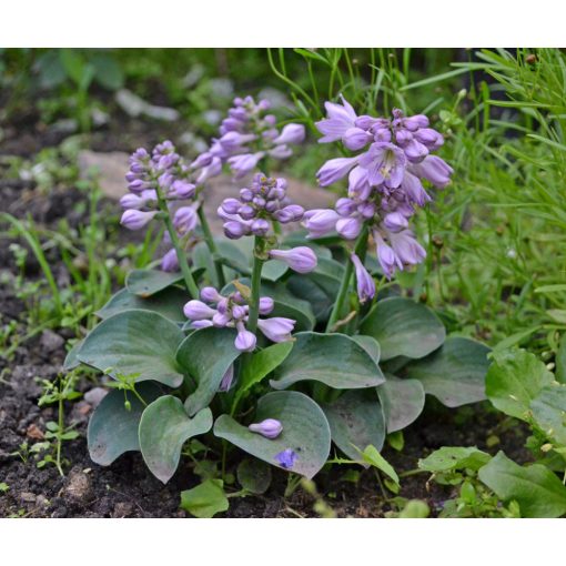 Hosta Blue Mouse Ears - Árnyékliliom