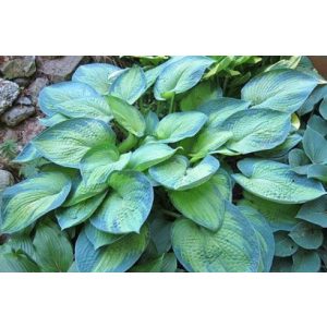 Hosta Blue Shadows