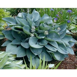 Hosta Blue Vision - Árnyékliliom