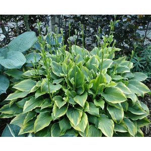 Hosta Bridgeville - Árnyékliliom