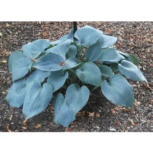 Hosta Bullet Proof - Árnyékliliom