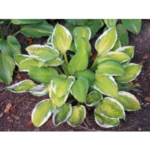Hosta Captains Adventure - Árnyékliliom