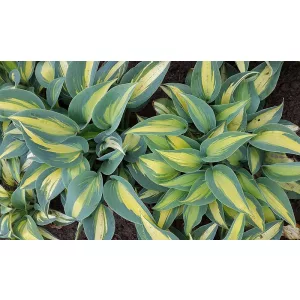 Hosta Catherine - Árnyékliliom
