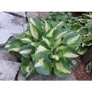 Hosta Chain Lightning - Árnyékliliom