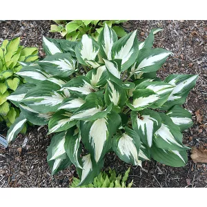 Hosta Christmas Island - Árnyékliliom