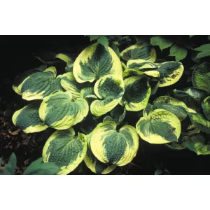 Hosta Christmas Pageant - Árnyékliliom