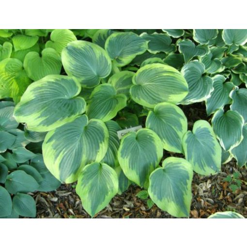 Hosta Cinderella - Árnyékliliom