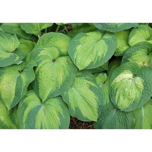 Hosta Color Glory - Árnyékliliom