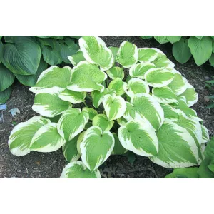 Hosta Delta Dawn - Árnyékliliom