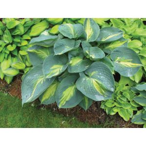 Hosta Dream Queen - Árnyékliliom