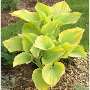 Hosta Dutch Flame