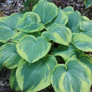 Hosta Earth Angel - Árnyékliliom