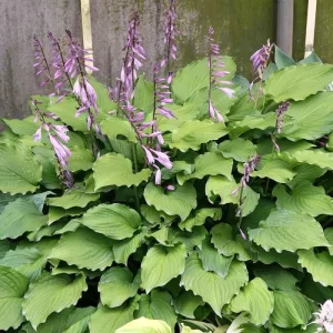 Hosta Elizabeth - Árnyékliliom