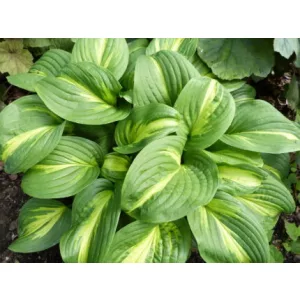 Hosta Emerald Charger - Árnyékliliom
