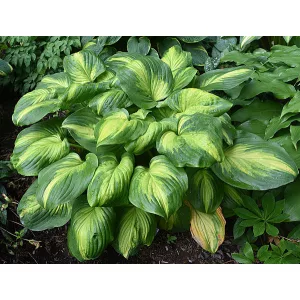 Hosta Enchiladas - Árnyékliliom