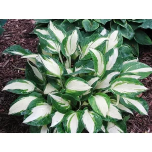 Hosta Enterprise - Árnyékliliom