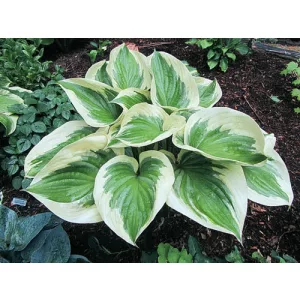 Hosta Final Victory - Árnyékliliom