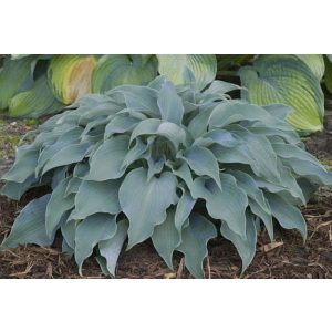 Hosta Flemish Sky - Árnyékliliom