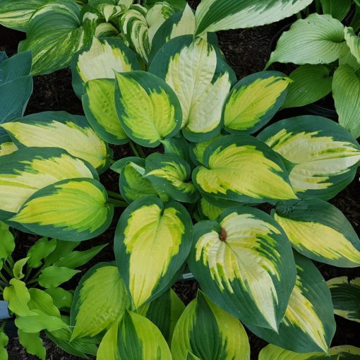 Hosta Forbidden Fruit - Árnyékliliom