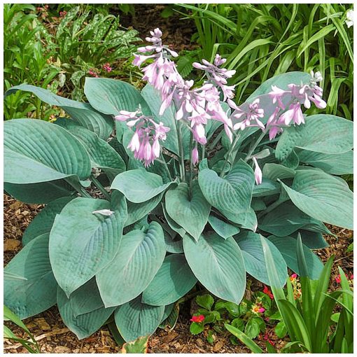 Hosta Fragrant Blue - Árnyékliliom