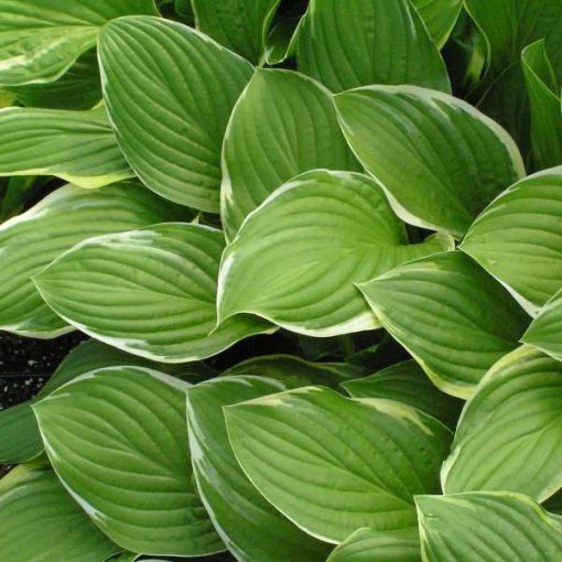 Hosta Fragrant Fire - Árnyékliliom