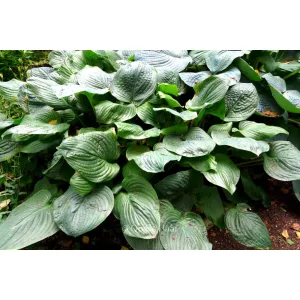 Hosta Fried Grenn Tomatoes - Árnyékliliom