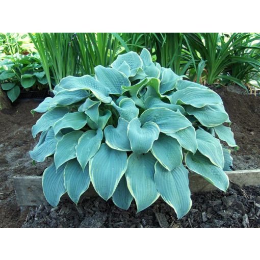 Hosta Frosted Dimples - Árnyékliliom