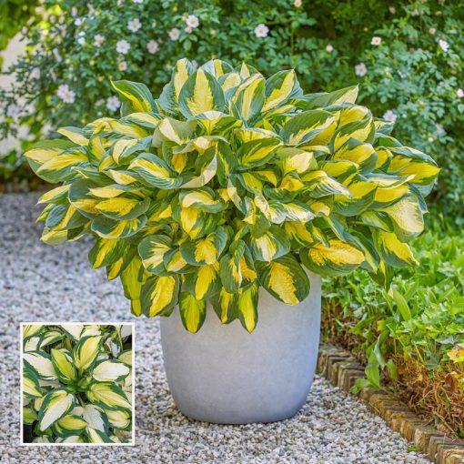 Hosta Georgia Sweetheart - Árnyékliliom