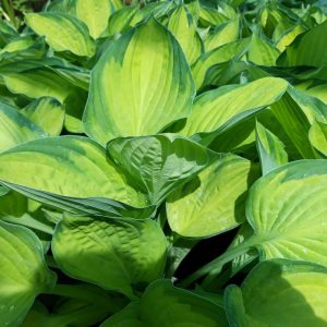 Hosta Gold Standard - Árnyékliliom