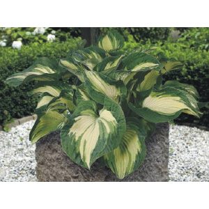 Hosta Golden Meadow - Árnyékliliom