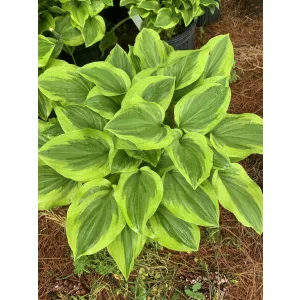 Hosta Golden Tiara - Árnyékliliom